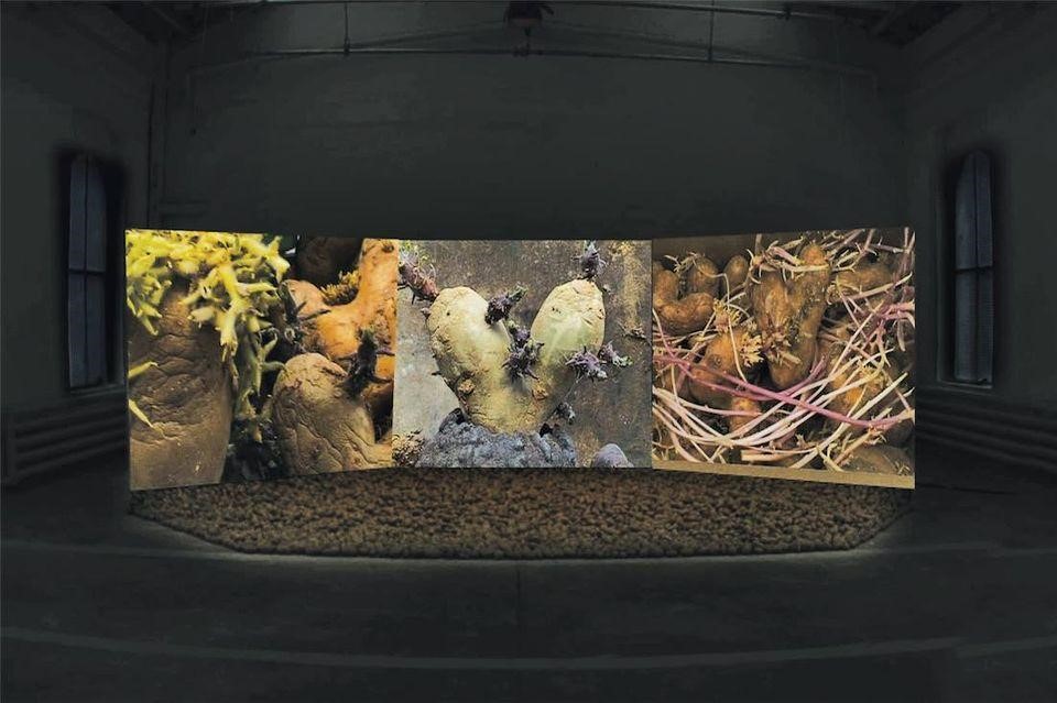 Agnès Varda, Patatutopia, 2003