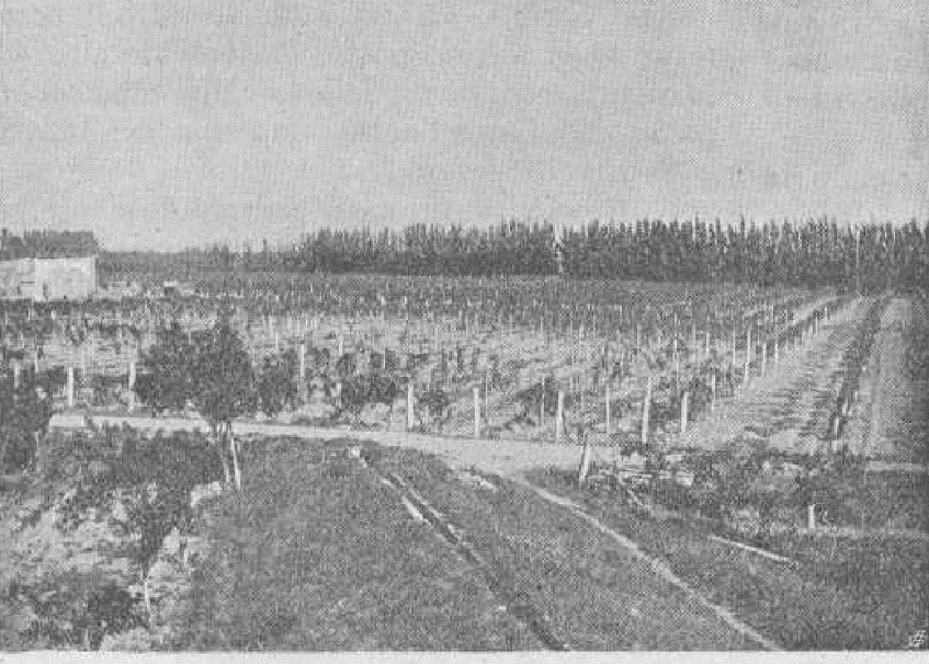 Figura 2. Foto de los cultivos
    cerca de la
    colonia agr&iacute;cola de Viedma (BS, 1905, n. 12, p. 362).