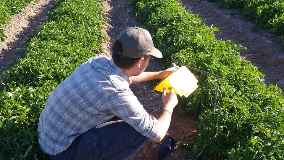 Agrónomo revisando trampas
