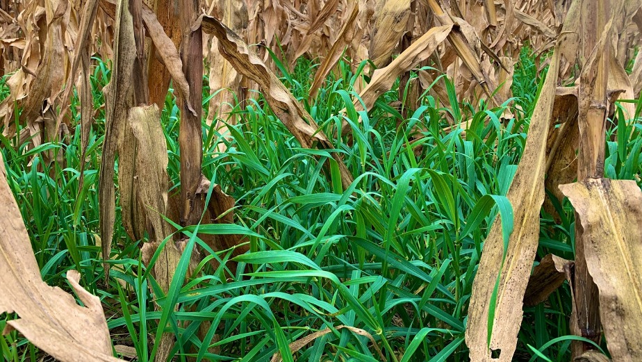 Cultivos de servicio
