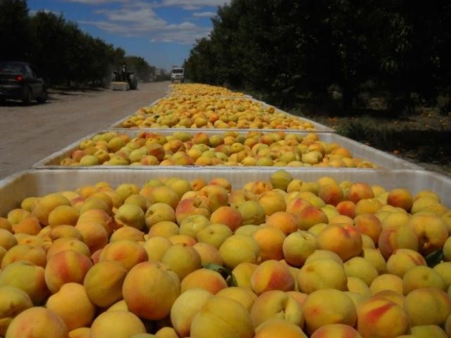 Cajones con duraznos