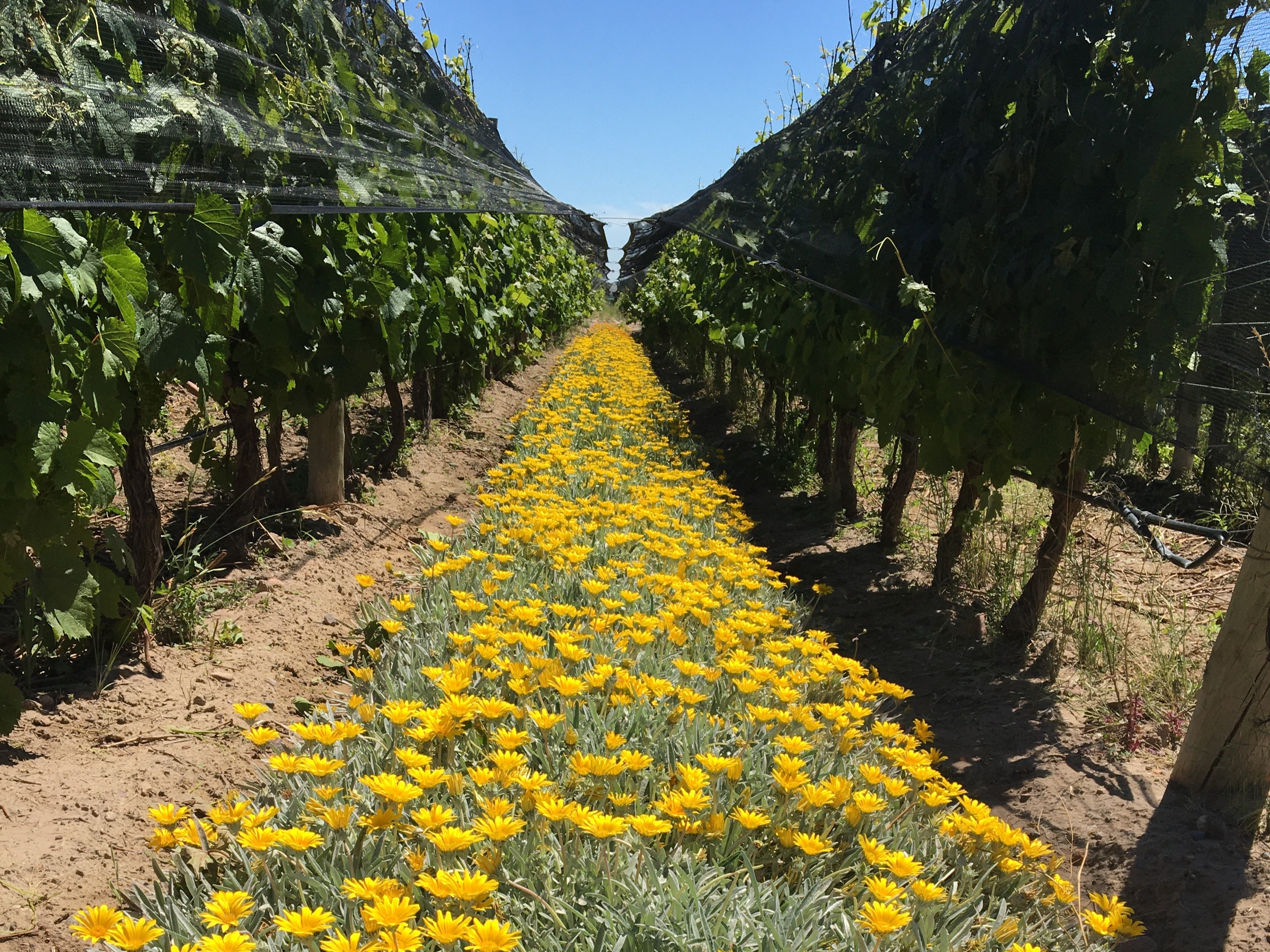 Flores entre hileras de viñedos